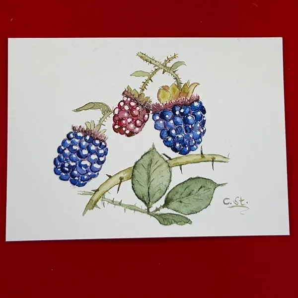 Kleines Aquarell einiger Brombeeren in blau und rot mit Blättern