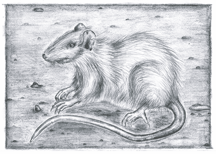 Eine Ratte aus dem Kapitel Rattenplage